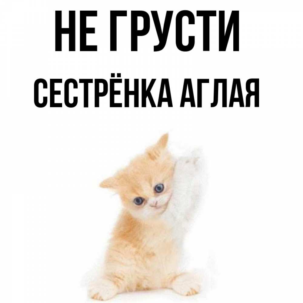 Открытка на каждый день с именем, Сестрёнка-Аглая Не грусти просящий кот Прикольная открытка с пожеланием онлайн скачать бесплатно 