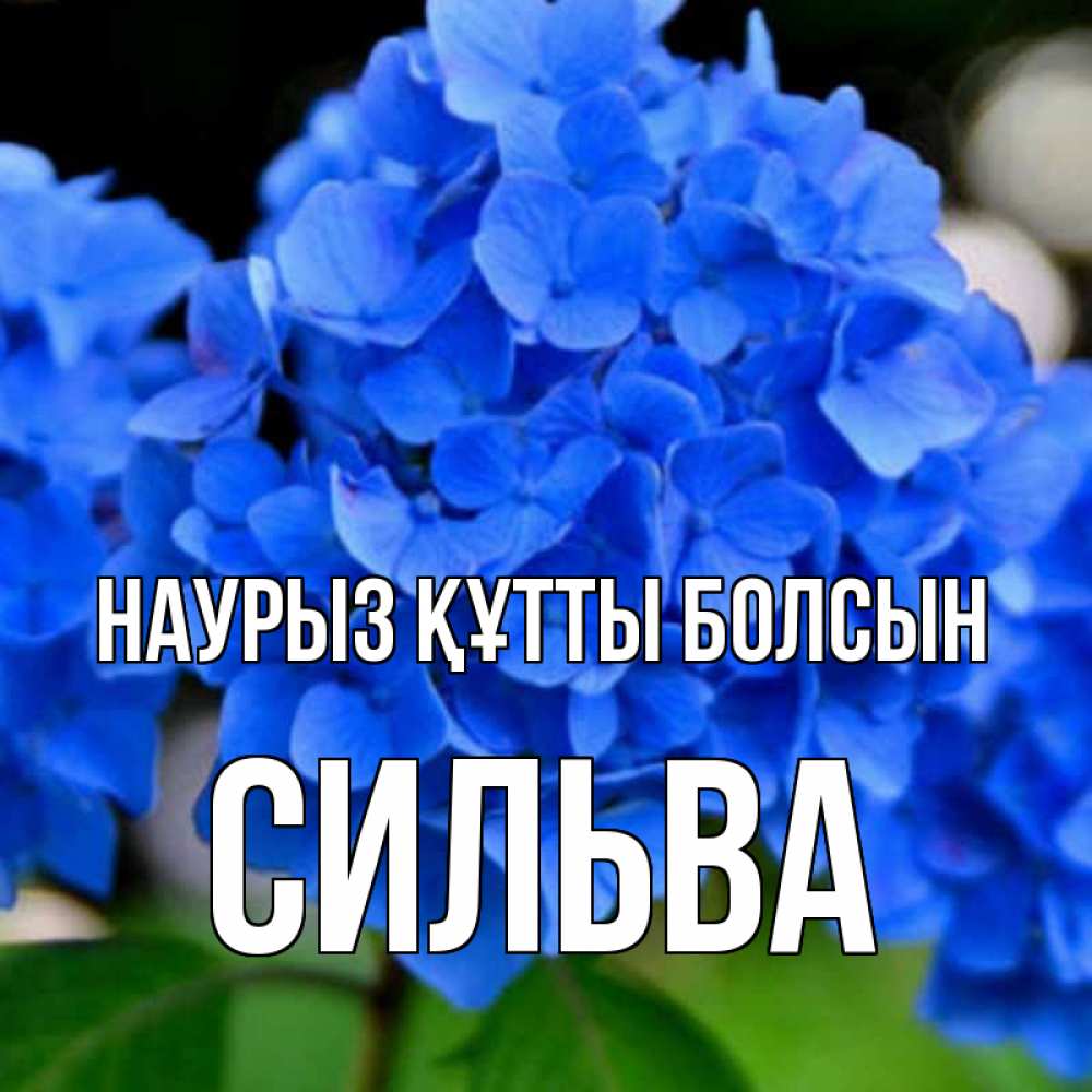 Открытка на каждый день с именем, Сильва Наурыз құтты болсын синие цветы Прикольная открытка с пожеланием онлайн скачать бесплатно 