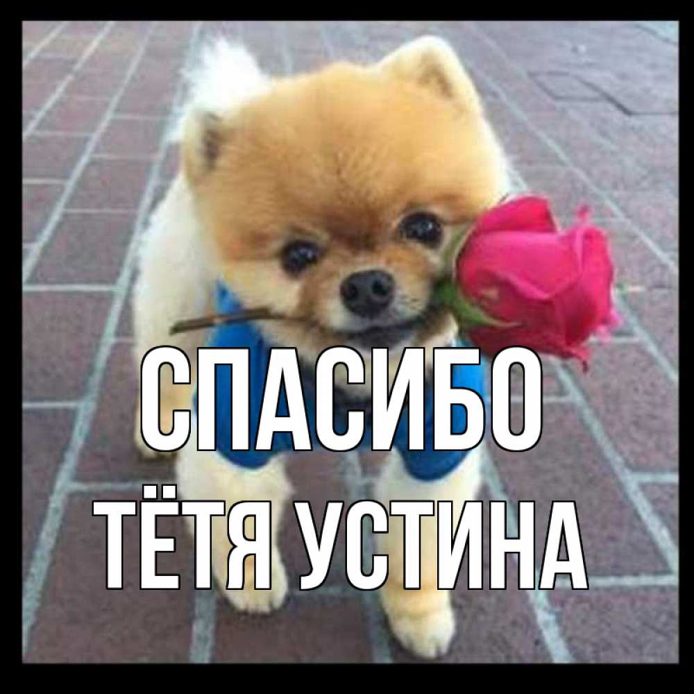 Открытка на каждый день с именем, Тётя-Устина Спасибо спасибо и дарю тебе цветок Прикольная открытка с пожеланием онлайн скачать бесплатно 