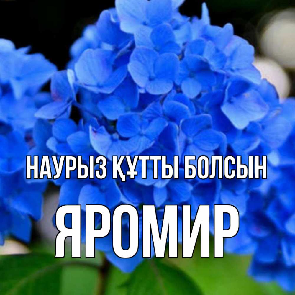 Открытка на каждый день с именем, Яромир Наурыз құтты болсын синие цветы Прикольная открытка с пожеланием онлайн скачать бесплатно 