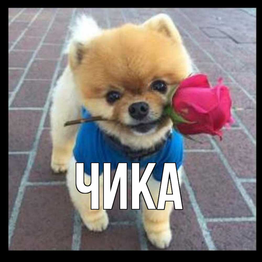 Открытка на каждый день с именем, Чика Главная спасибо и дарю тебе цветок Прикольная открытка с пожеланием онлайн скачать бесплатно 