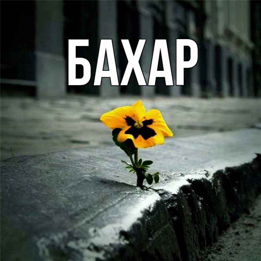 Открытка на каждый день с именем, Бахар Главная не сдавайся Прикольная открытка с пожеланием онлайн скачать бесплатно 