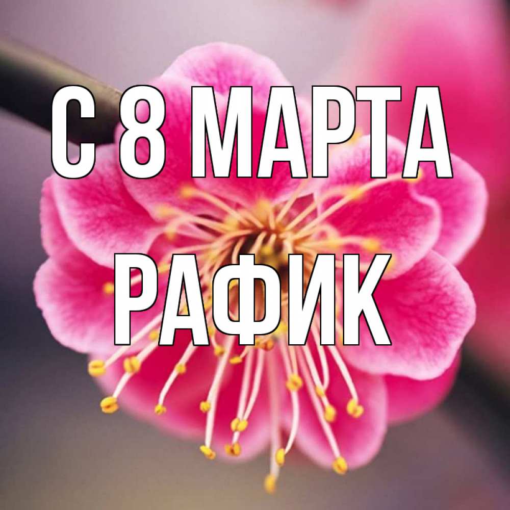 Картинка С 8 марта, Рафик