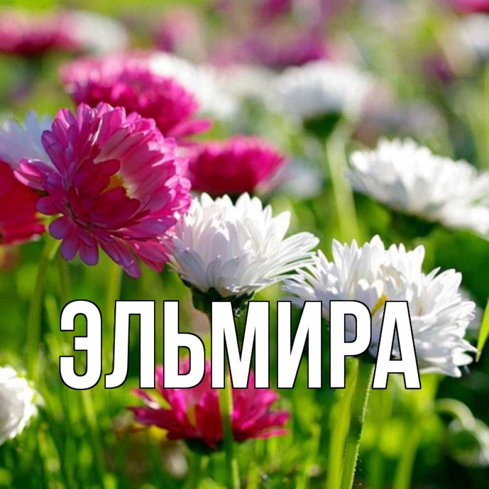 вида открытки название эльмира подробно расскажем