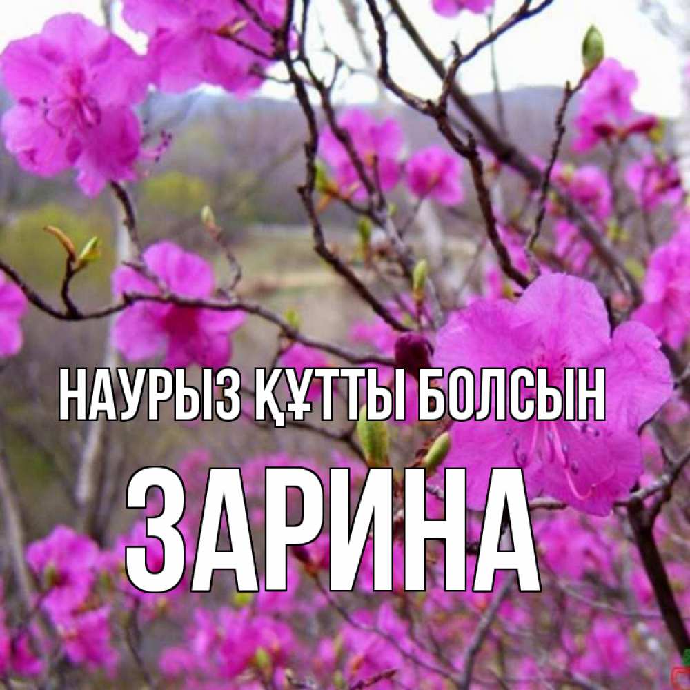 Открытка на каждый день с именем, Зарина Наурыз құтты болсын наурыз мейрамы кутты болсын Прикольная открытка с пожеланием онлайн скачать бесплатно 