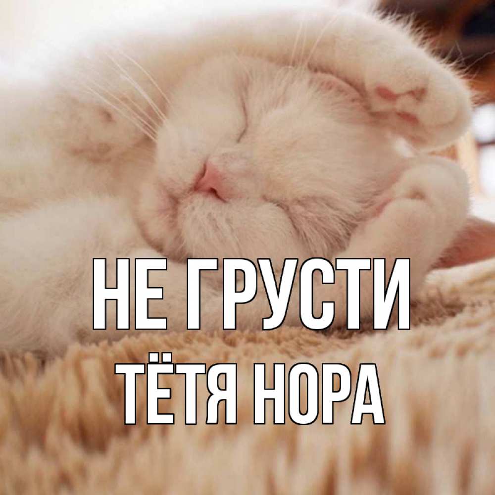 Открытка на каждый день с именем, Тётя-Нора Не грусти белый кот Прикольная открытка с пожеланием онлайн скачать бесплатно 