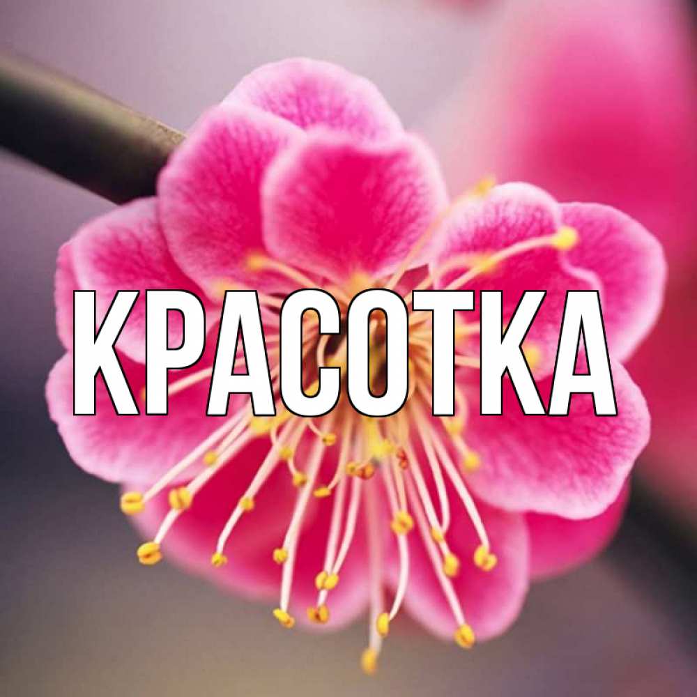 Красотка главная