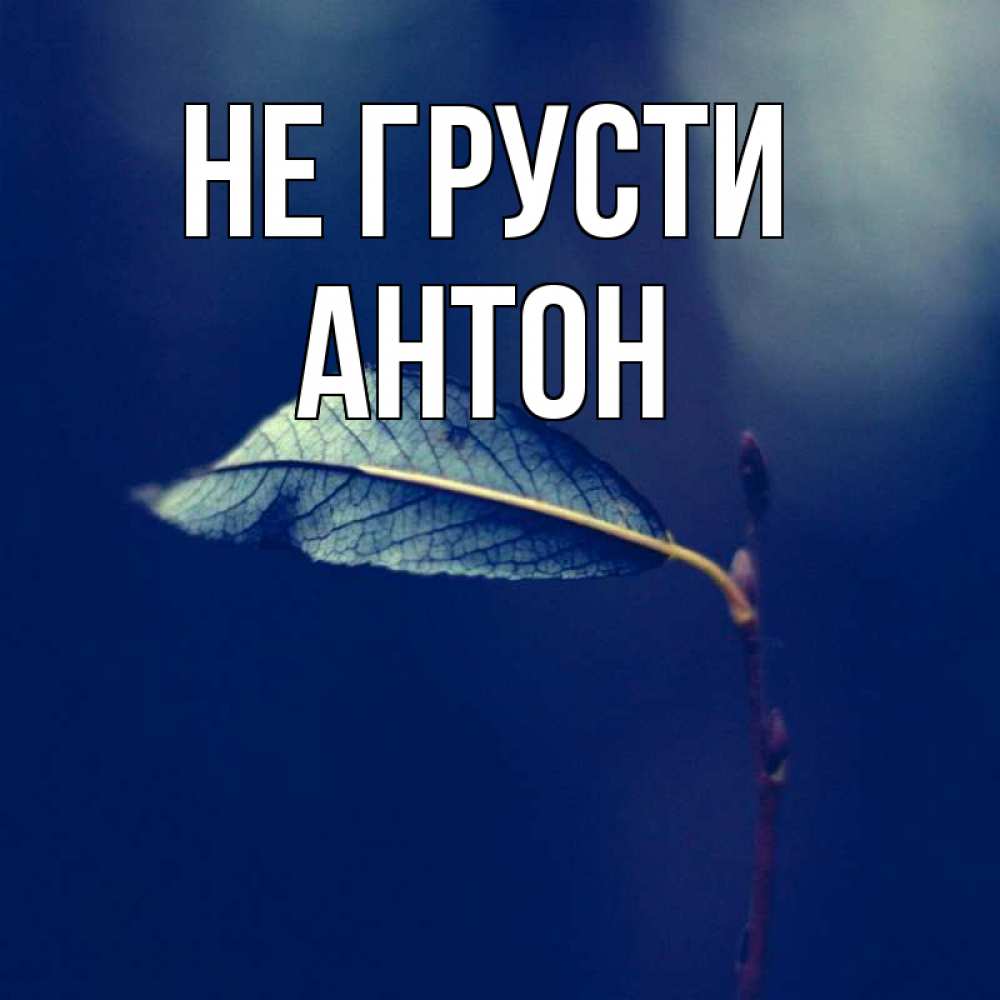 Открытка на каждый день с именем, Антон Не грусти растение Прикольная открытка с пожеланием онлайн скачать бесплатно 