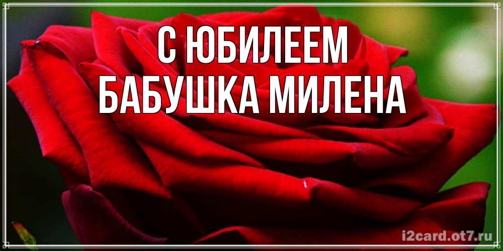 Открытка на каждый день с именем, Бабушка-Милена С юбилеем розочка очень красивая Прикольная открытка с пожеланием онлайн скачать бесплатно 