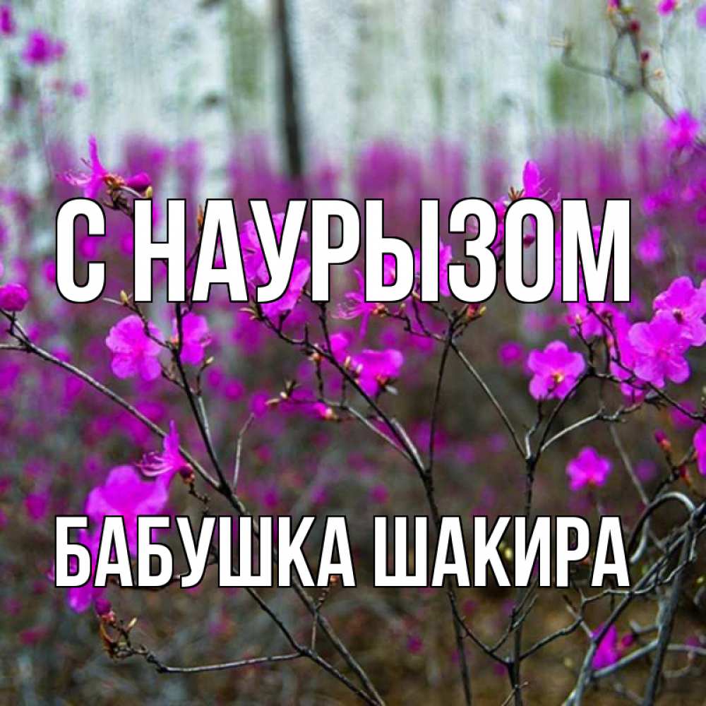 Открытка на каждый день с именем, Бабушка-Шакира С наурызом дикие цветы Прикольная открытка с пожеланием онлайн скачать бесплатно 
