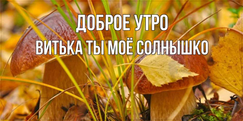 Открытка на каждый день с именем, Витька-ты-моё-солнышко Доброе утро осенние грибы Прикольная открытка с пожеланием онлайн скачать бесплатно 