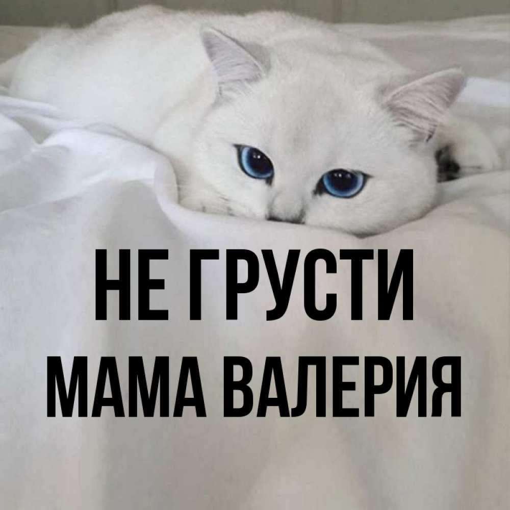 Открытка на каждый день с именем, Мама-Валерия Не грусти Голубоглазая кошка Прикольная открытка с пожеланием онлайн скачать бесплатно 