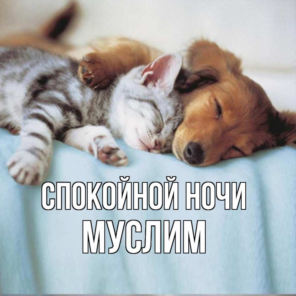 Открытка на каждый день с именем, Муслим Спокойной ночи с животными Прикольная открытка с пожеланием онлайн скачать бесплатно 