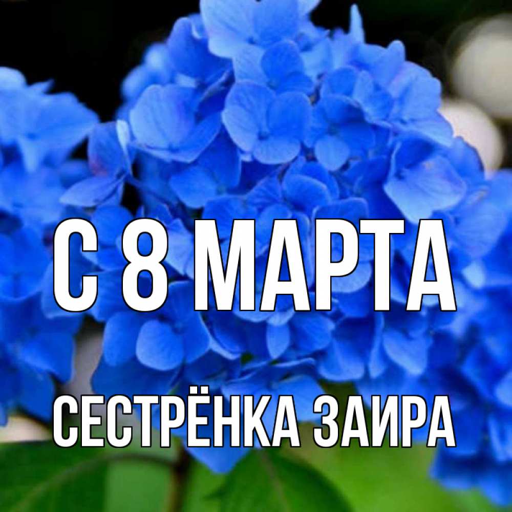 Открытка на каждый день с именем, Сестрёнка-Заира С 8 МАРТА синие цветы Прикольная открытка с пожеланием онлайн скачать бесплатно 