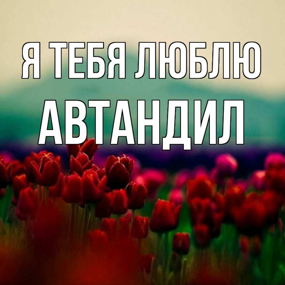 Открытка на каждый день с именем, Автандил Я тебя люблю тюльпаны 4 Прикольная открытка с пожеланием онлайн скачать бесплатно 