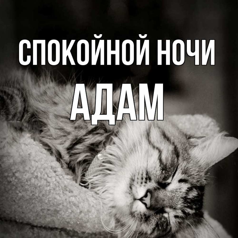 Открытка на каждый день с именем, Адам Спокойной ночи котярик пушистый Прикольная открытка с пожеланием онлайн скачать бесплатно 