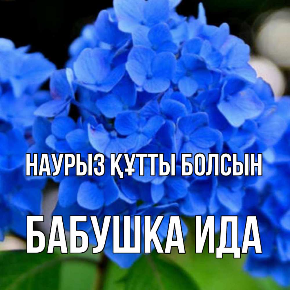 Открытка на каждый день с именем, Бабушка-Ида Наурыз құтты болсын синие цветы Прикольная открытка с пожеланием онлайн скачать бесплатно 