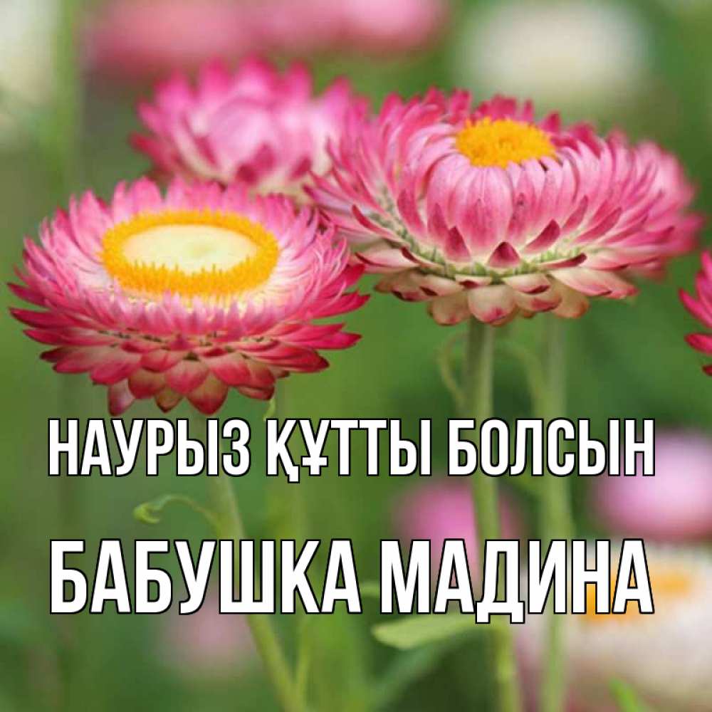 Открытка на каждый день с именем, Бабушка-Мадина Наурыз құтты болсын подарок на международный женский день Прикольная открытка с пожеланием онлайн скачать бесплатно 