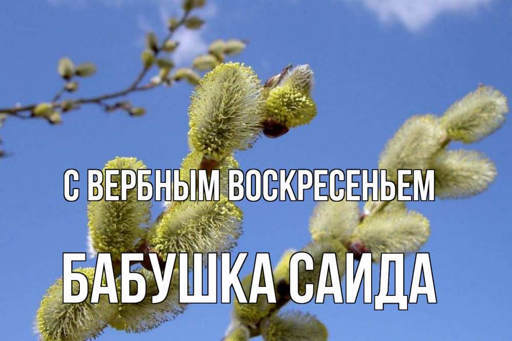 Открытка на каждый день с именем, Бабушка-Саида С вербным воскресеньем верба Прикольная открытка с пожеланием онлайн скачать бесплатно 