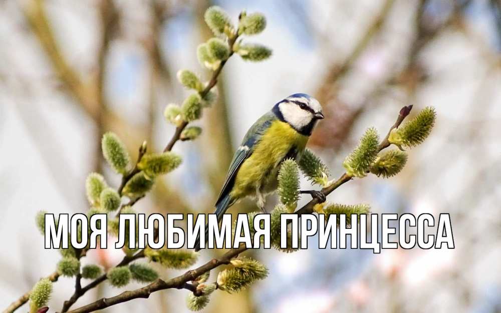 Открытка на каждый день с именем, Моя-Любимая-Принцесса Главная верба Прикольная открытка с пожеланием онлайн скачать бесплатно 