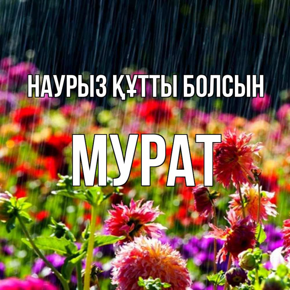 Открытка на каждый день с именем, Мурат Наурыз құтты болсын цветы под дождиком к наурызу Прикольная открытка с пожеланием онлайн скачать бесплатно 