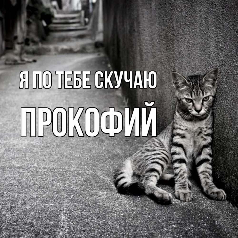 Открытка на каждый день с именем, Прокофий Я по тебе скучаю одиноко котику Прикольная открытка с пожеланием онлайн скачать бесплатно 