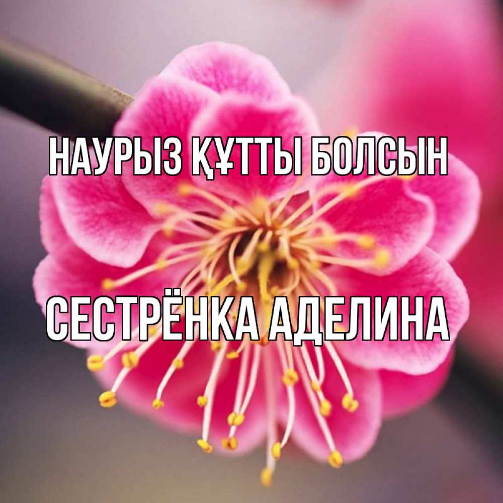 Открытка на каждый день с именем, Сестрёнка-Аделина Наурыз құтты болсын цветы Прикольная открытка с пожеланием онлайн скачать бесплатно 
