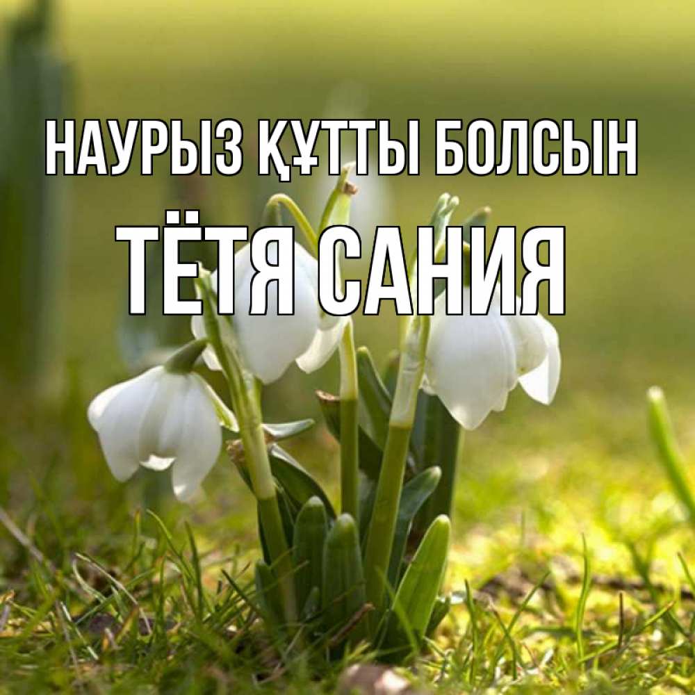 Открытка на каждый день с именем, Тётя-Сания Наурыз құтты болсын ранние цветы 2 Прикольная открытка с пожеланием онлайн скачать бесплатно 