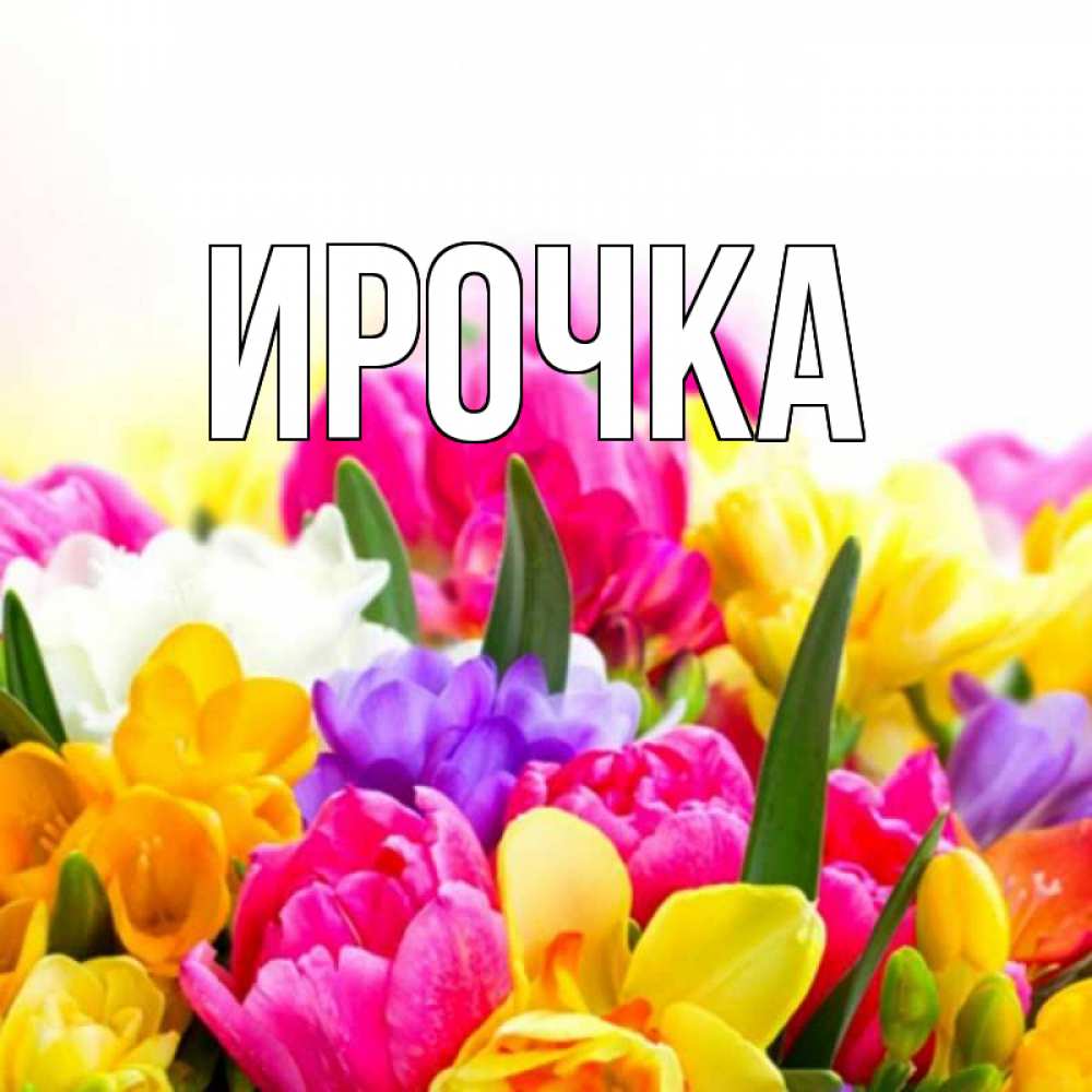 Открытка на каждый день с именем, ирочка Главная тюльпаны Прикольная открытка с пожеланием онлайн скачать бесплатно 