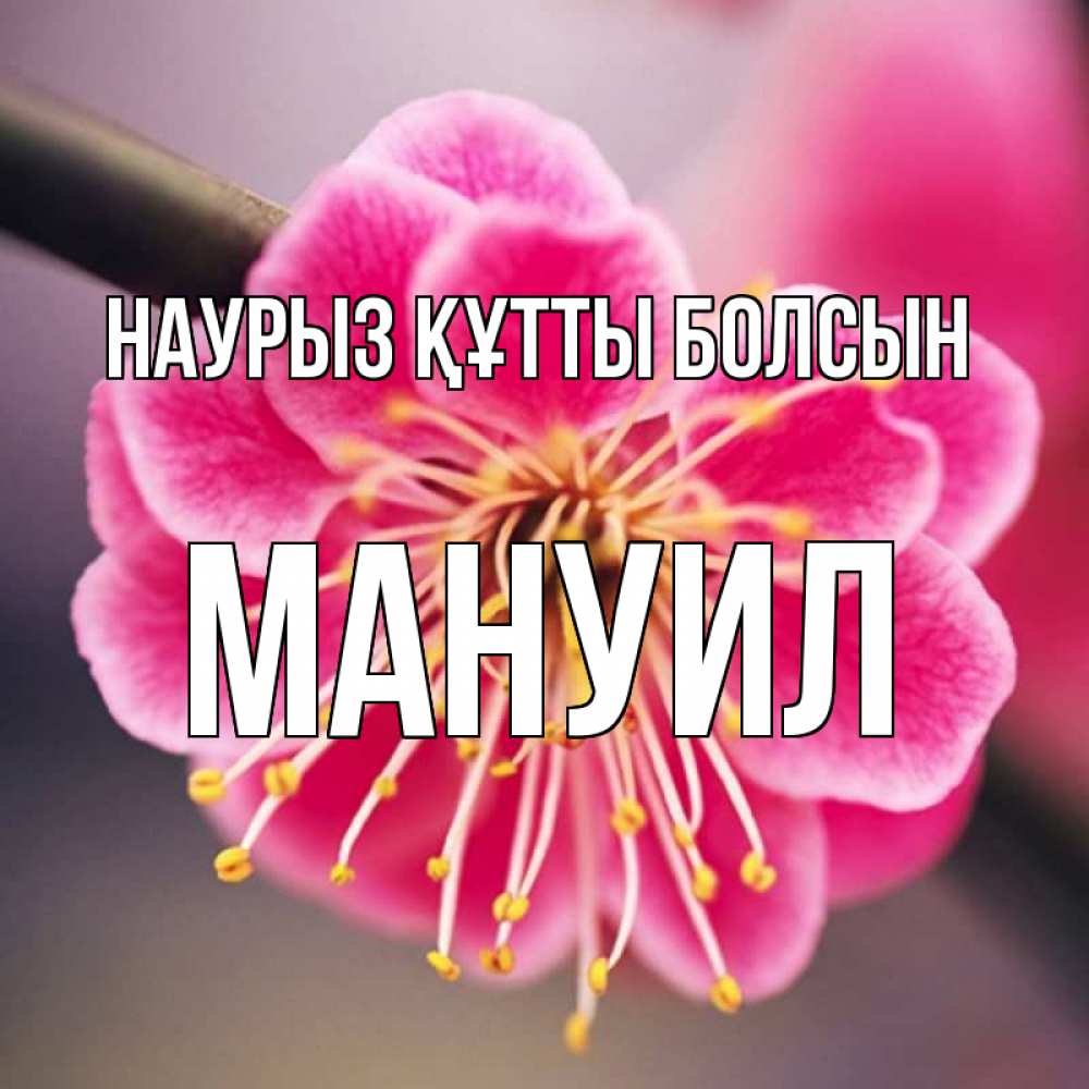 Открытка на каждый день с именем, Мануил Наурыз құтты болсын цветы Прикольная открытка с пожеланием онлайн скачать бесплатно 