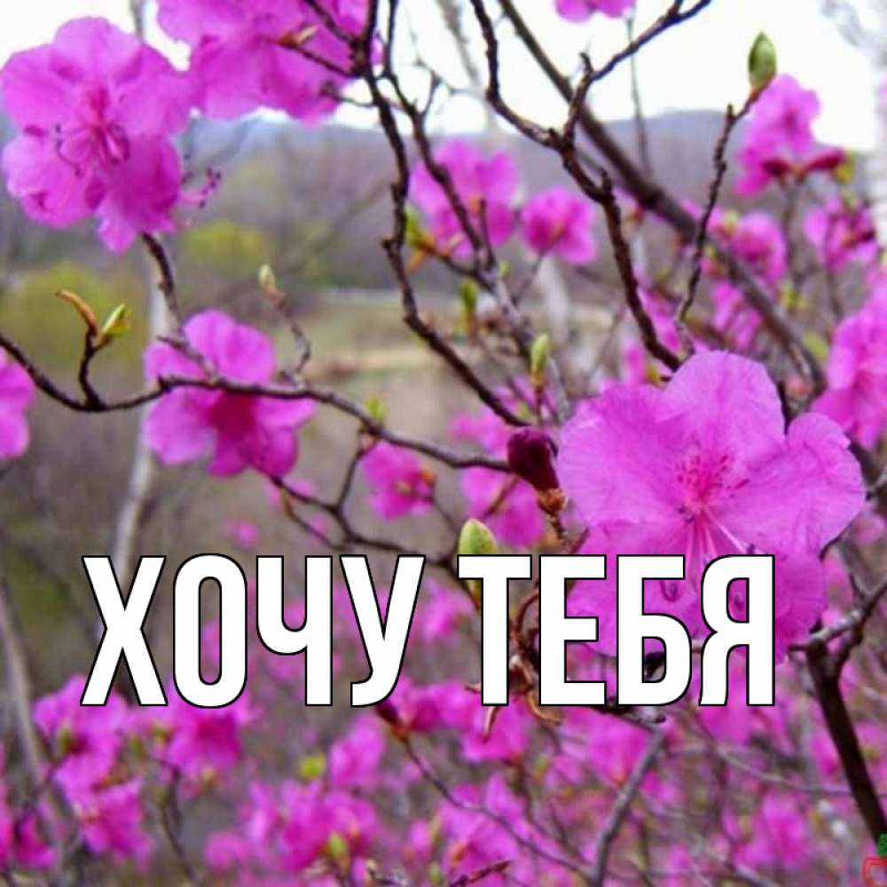 Открытка на каждый день с именем, Хочу-тебя Главная международный женский день Прикольная открытка с пожеланием онлайн скачать бесплатно 