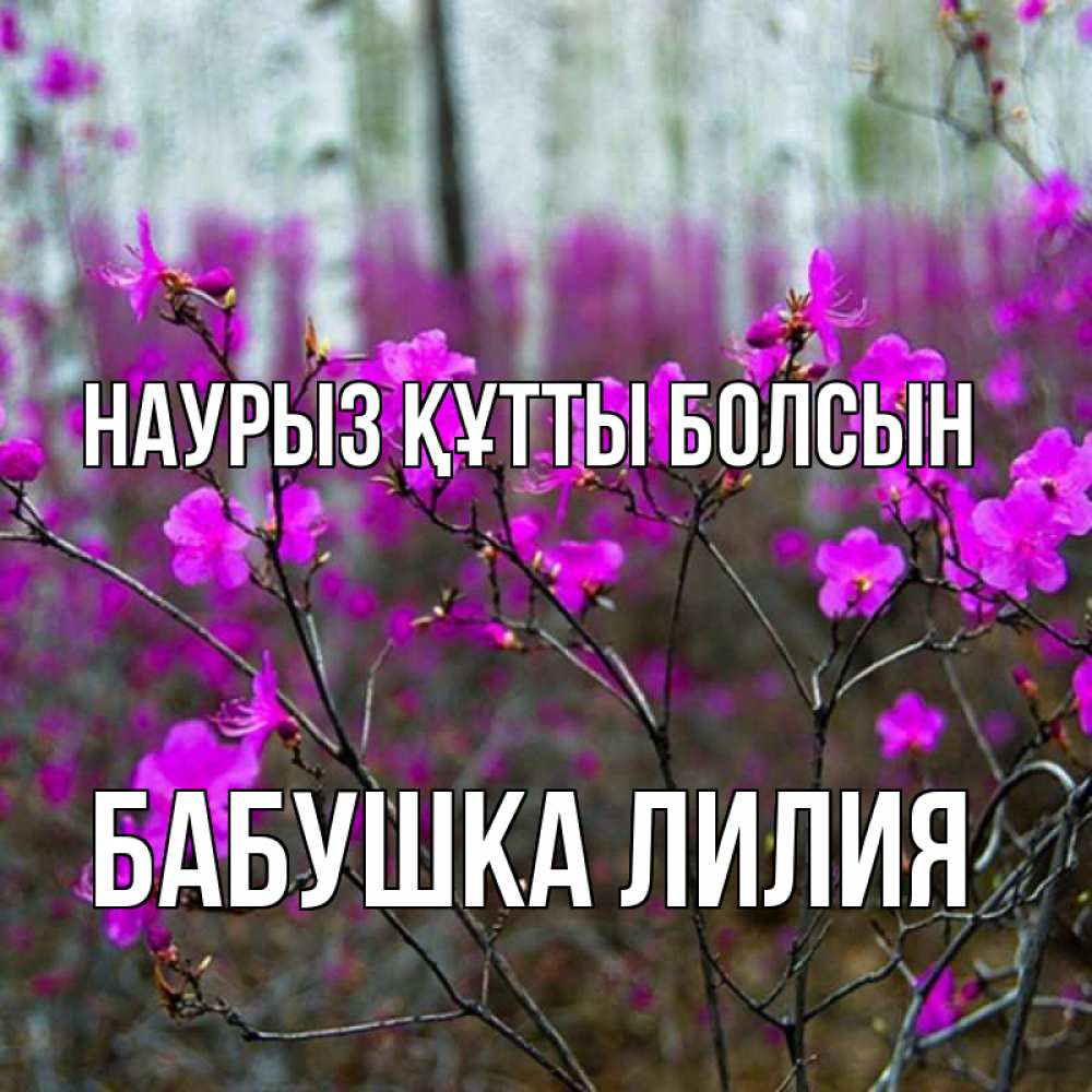 Открытка на каждый день с именем, Бабушка-Лилия Наурыз құтты болсын дикие цветы Прикольная открытка с пожеланием онлайн скачать бесплатно 