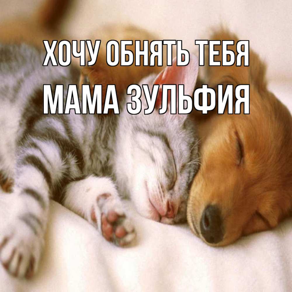 Открытка на каждый день с именем, Мама-Зульфия Хочу обнять тебя пес и котенок Прикольная открытка с пожеланием онлайн скачать бесплатно 