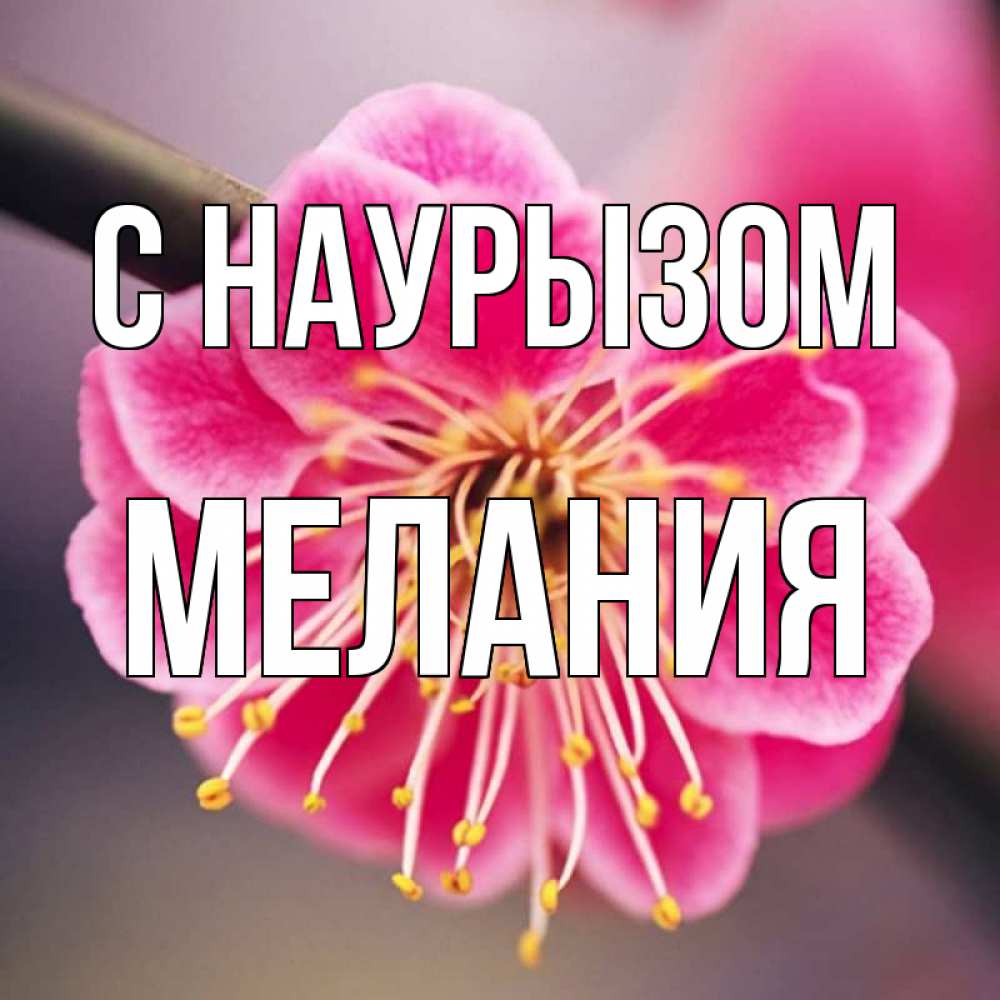 Открытка на каждый день с именем, Мелания С наурызом цветы Прикольная открытка с пожеланием онлайн скачать бесплатно 
