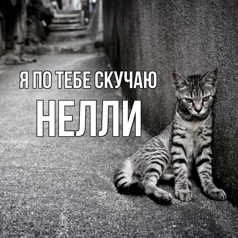 Открытка на каждый день с именем, Нелли Я по тебе скучаю одиноко котику Прикольная открытка с пожеланием онлайн скачать бесплатно 