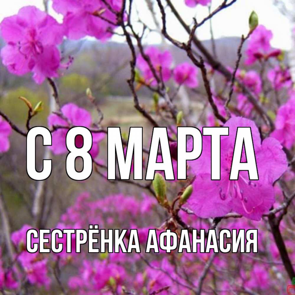 Открытка на каждый день с именем, Сестрёнка-Афанасия С 8 МАРТА международный женский день Прикольная открытка с пожеланием онлайн скачать бесплатно 