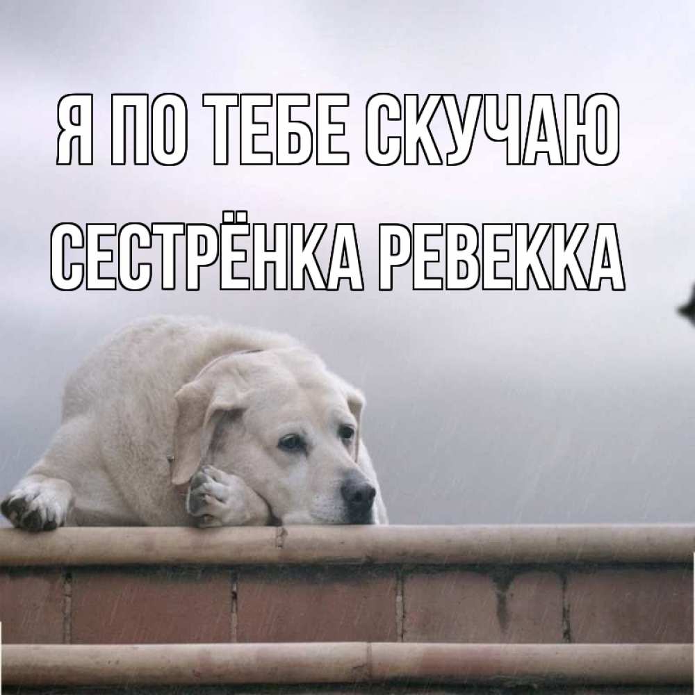 Открытка на каждый день с именем, Сестрёнка-Ревекка Я по тебе скучаю ждет Прикольная открытка с пожеланием онлайн скачать бесплатно 