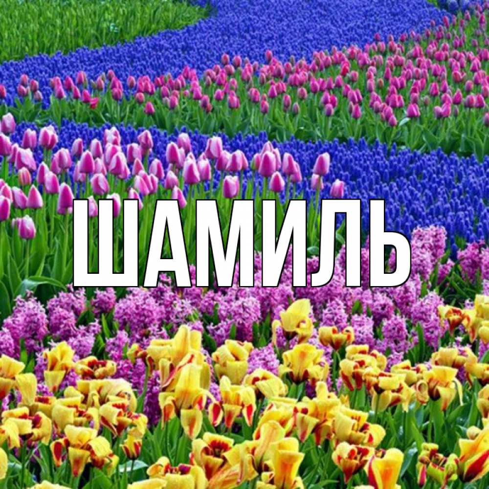 Открытка на каждый день с именем, Шамиль Главная цветы Прикольная открытка с пожеланием онлайн скачать бесплатно 