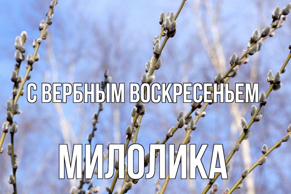 Открытка на каждый день с именем, Милолика С вербным воскресеньем верба Прикольная открытка с пожеланием онлайн скачать бесплатно 