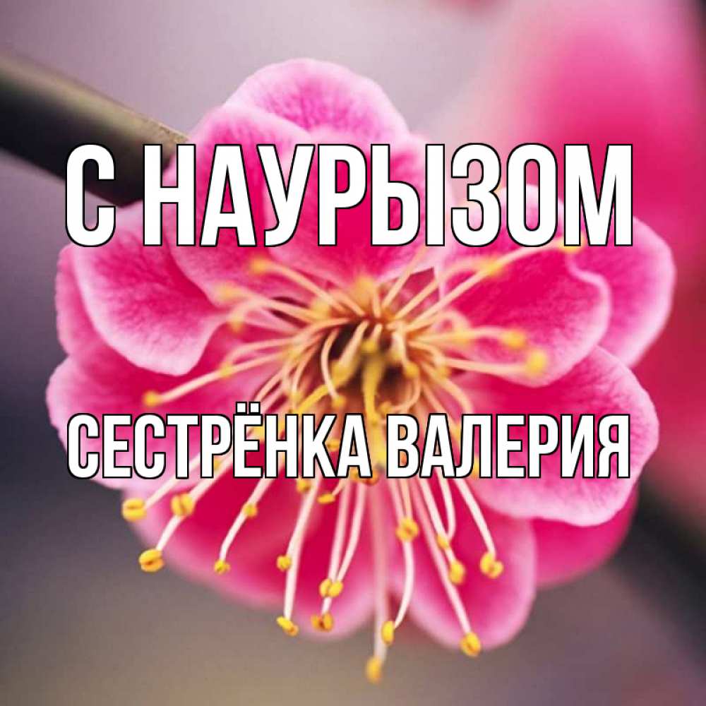 Открытка на каждый день с именем, Сестрёнка-Валерия С наурызом цветы Прикольная открытка с пожеланием онлайн скачать бесплатно 