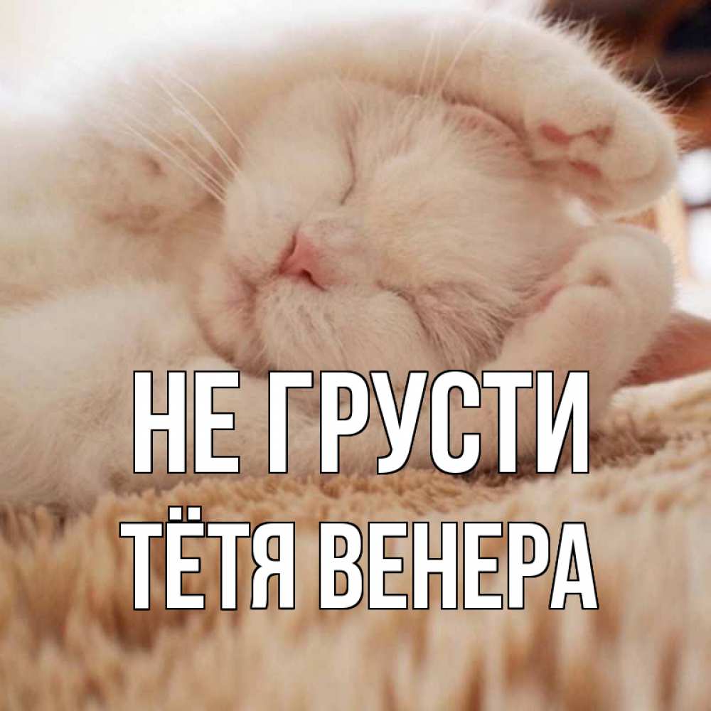 Открытка на каждый день с именем, Тётя-Венера Не грусти белый кот Прикольная открытка с пожеланием онлайн скачать бесплатно 