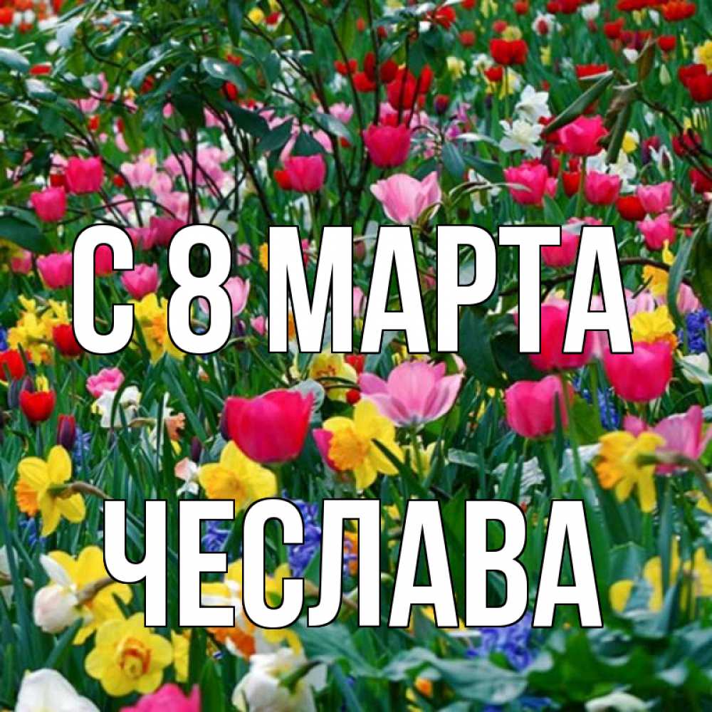 Открытка на каждый день с именем, Чеслава С 8 МАРТА с международным женским днем поздравления для женщины Прикольная открытка с пожеланием онлайн скачать бесплатно 