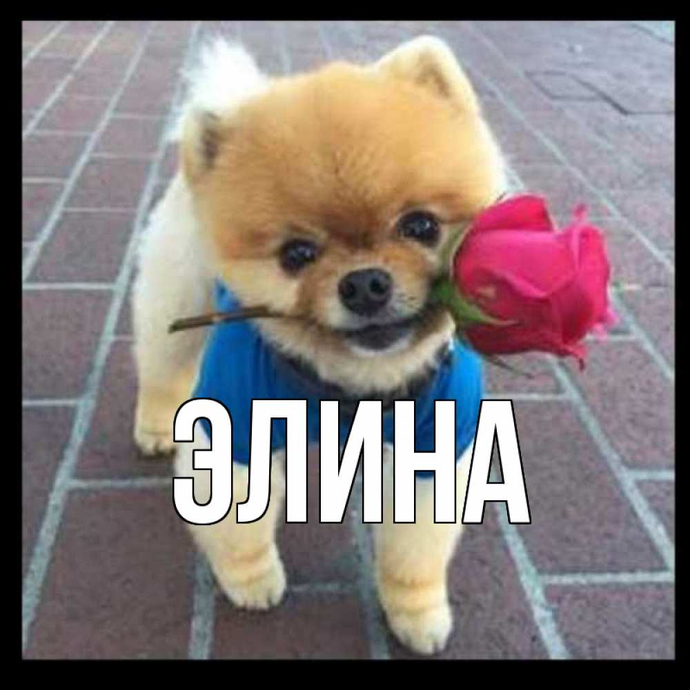 Открытка на каждый день с именем, Элина Главная роза в зубах Прикольная открытка с пожеланием онлайн скачать бесплатно 