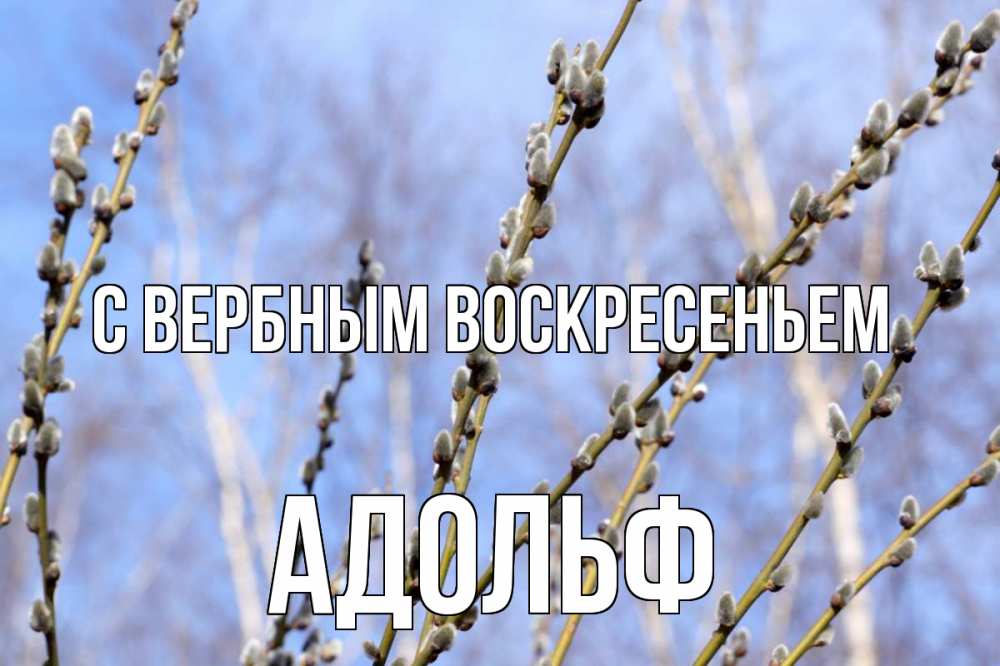 Открытка на каждый день с именем, Адольф С вербным воскресеньем верба Прикольная открытка с пожеланием онлайн скачать бесплатно 