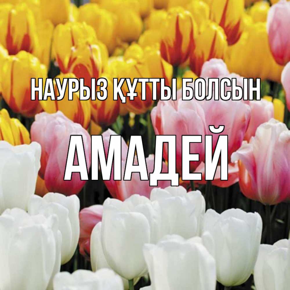 Открытка на каждый день с именем, Амадей Наурыз құтты болсын разноцветные цветы Прикольная открытка с пожеланием онлайн скачать бесплатно 