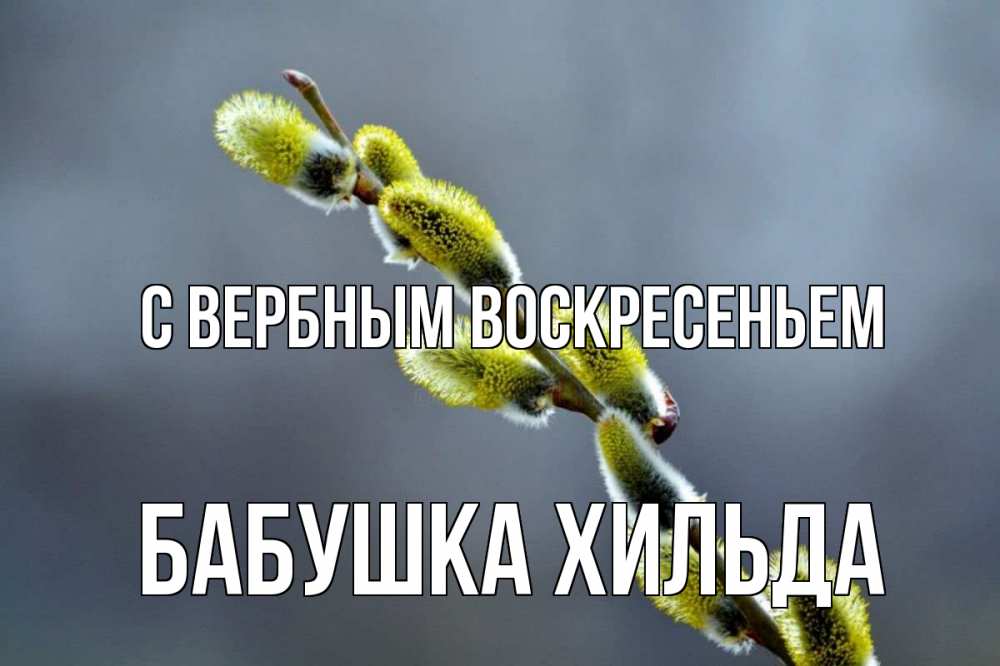 Открытка на каждый день с именем, Бабушка-Хильда С вербным воскресеньем верба Прикольная открытка с пожеланием онлайн скачать бесплатно 