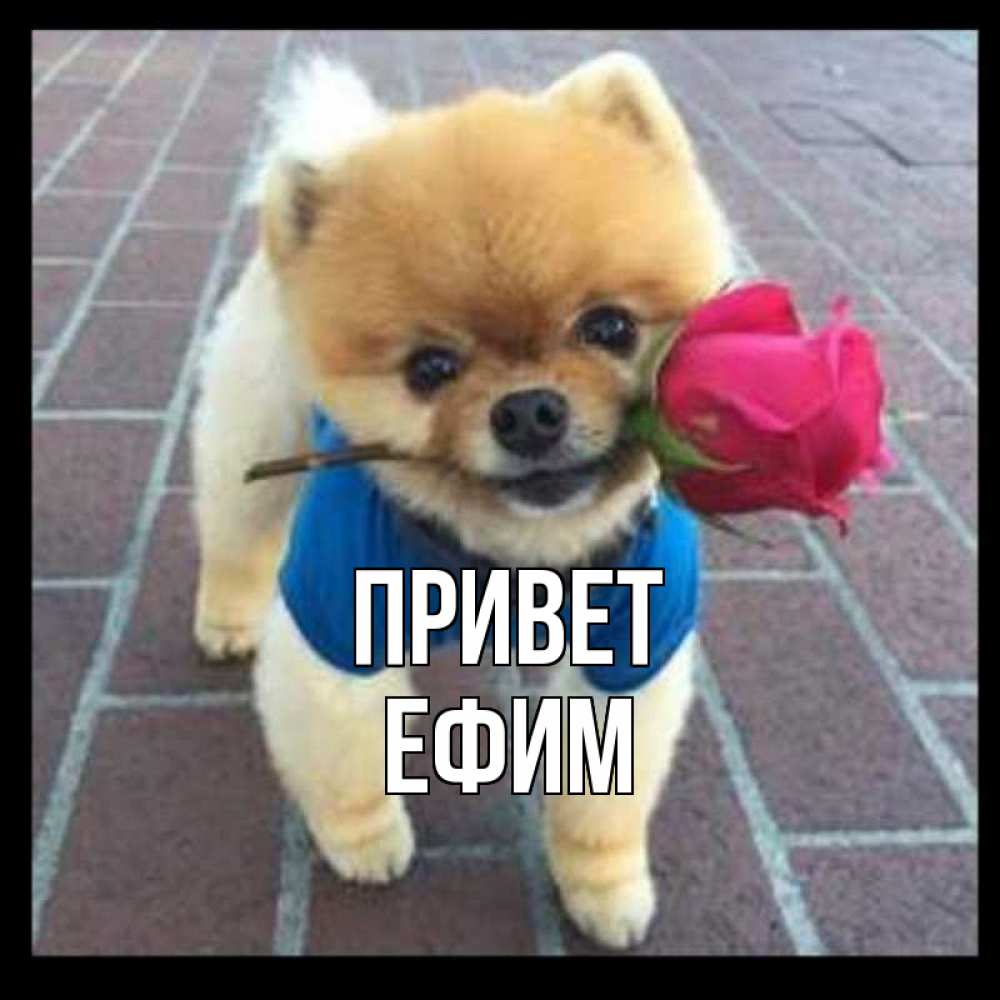 Открытка на каждый день с именем, Ефим Привет роза в зубах у собаки Прикольная открытка с пожеланием онлайн скачать бесплатно 