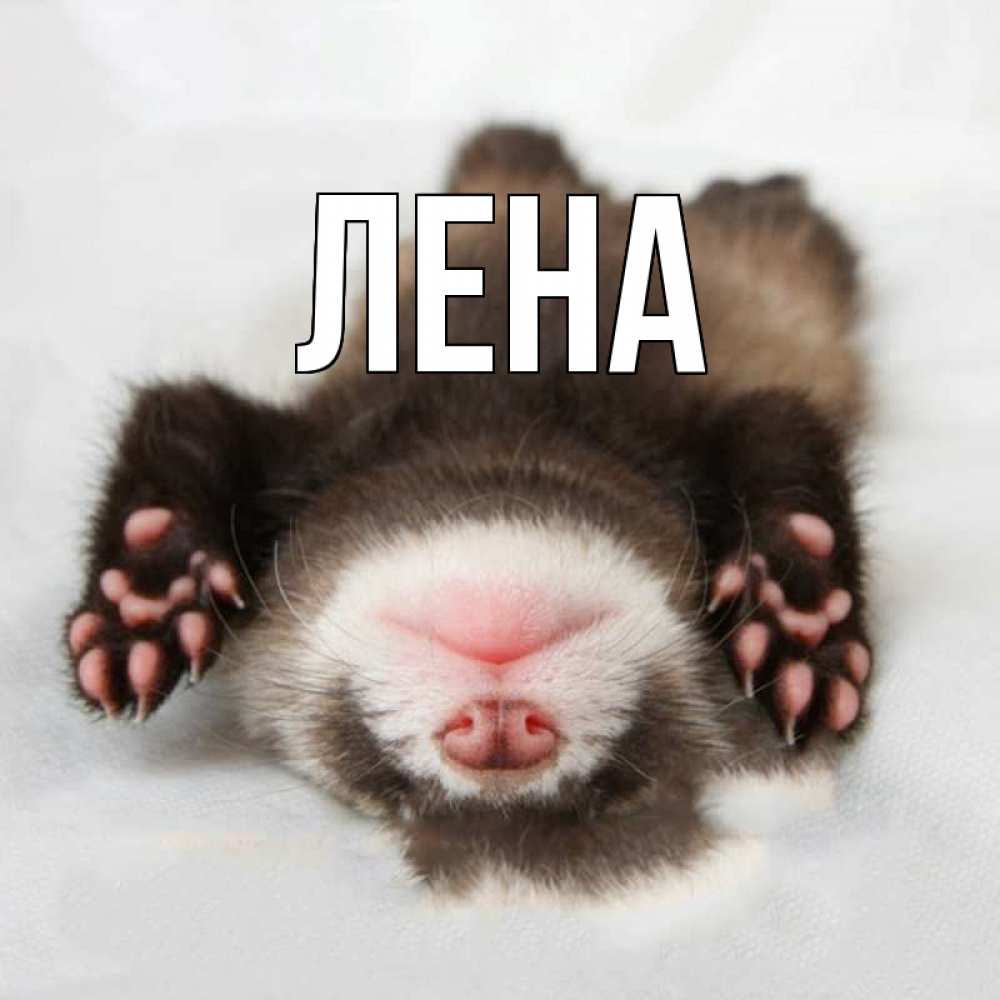 Открытка на каждый день с именем, Лена Главная зверек Прикольная открытка с пожеланием онлайн скачать бесплатно 