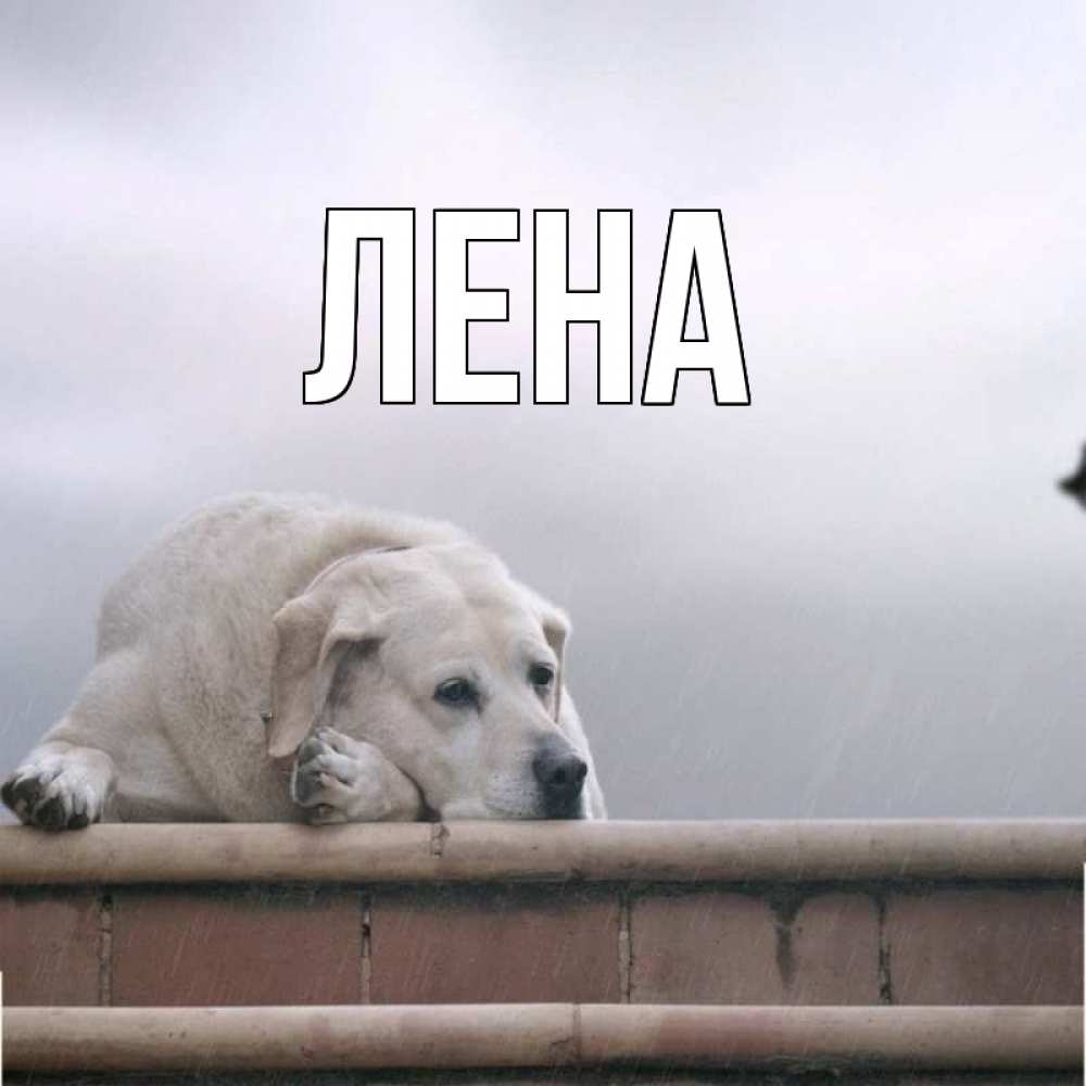 Открытка на каждый день с именем, Лена Главная ждет Прикольная открытка с пожеланием онлайн скачать бесплатно 