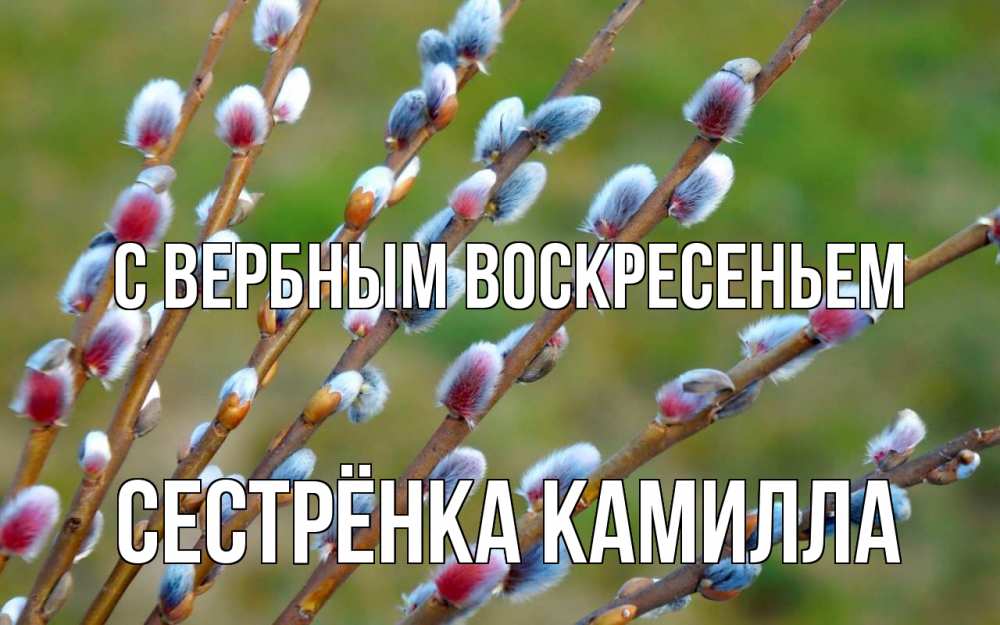 Открытка на каждый день с именем, Сестрёнка-Камилла С вербным воскресеньем верба Прикольная открытка с пожеланием онлайн скачать бесплатно 